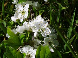 fleurs de pruniers