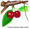 cerises