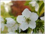 fleur de cerisier