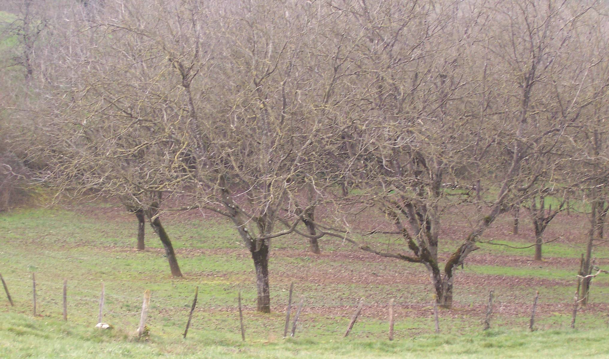 noyers en hiver